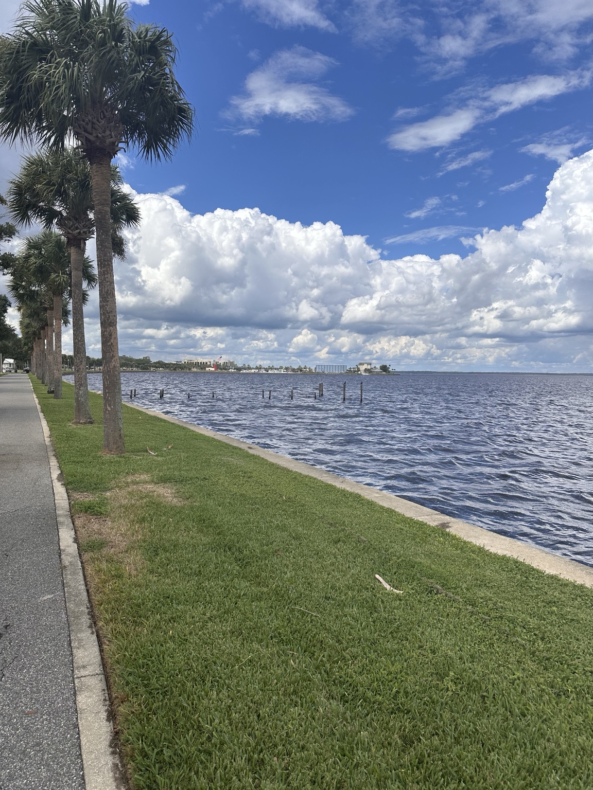 Florida waterfront lined with palm trees